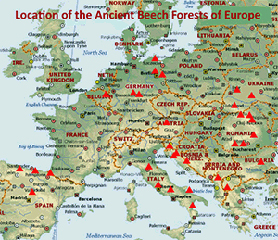 Ancient-and-Primeval-Beech-Forests.jpg(141564 byte)
